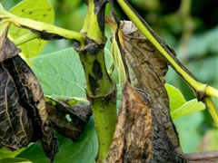 Kava stem with dieback symptoms - Risk to potential export crop